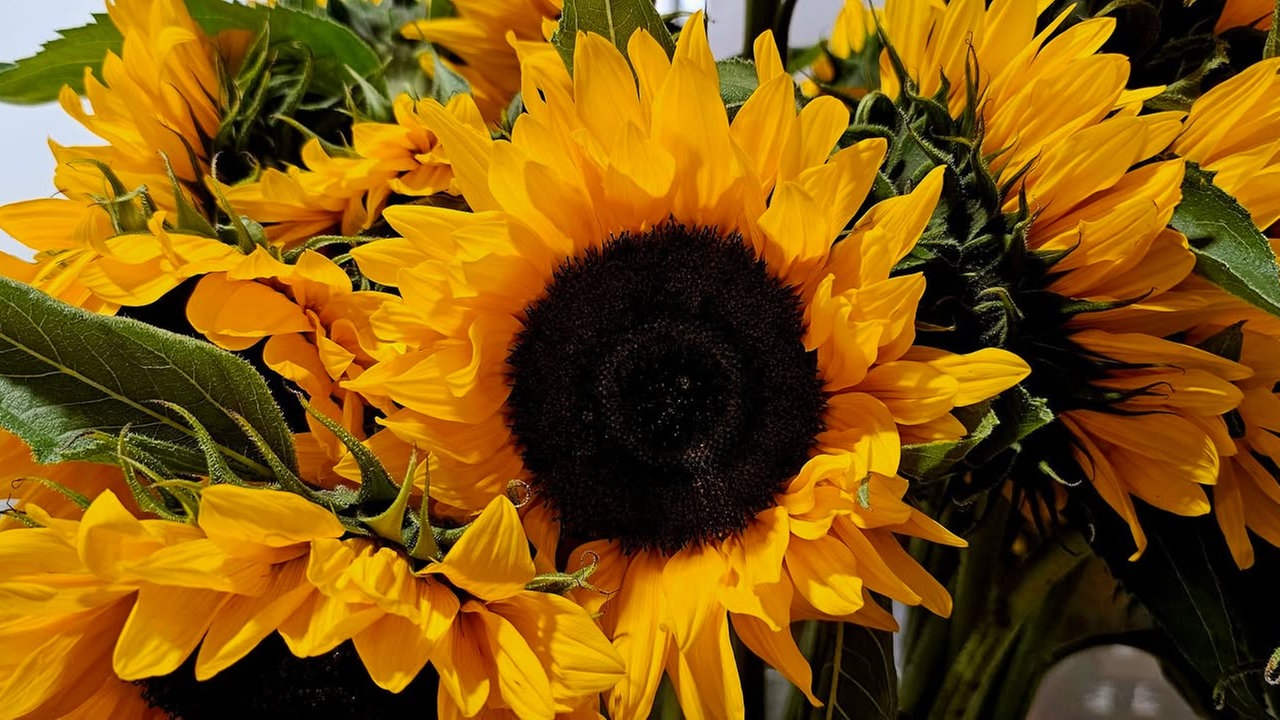 Sonnenblumen