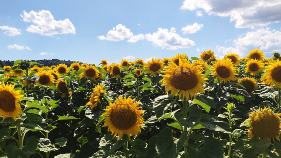 Sonnenblumen