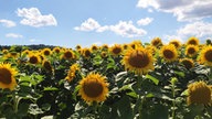 Sonnenblumen