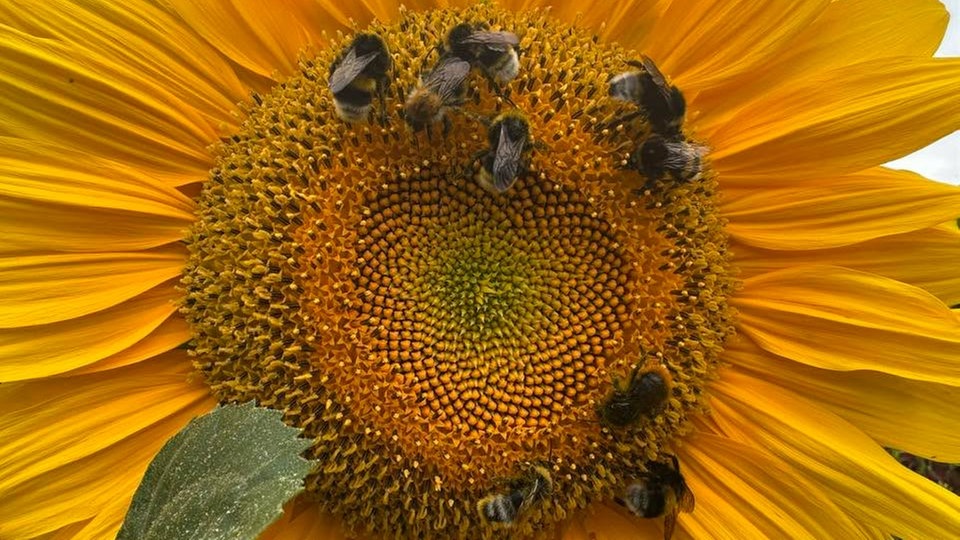 Sonnenblumen