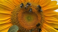 Sonnenblumen