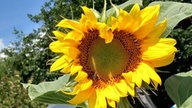 Sonnenblumen