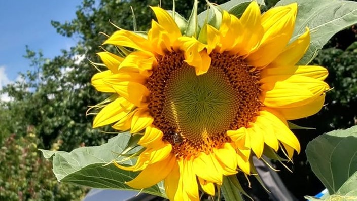 Sonnenblumen