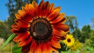 Sonnenblumen