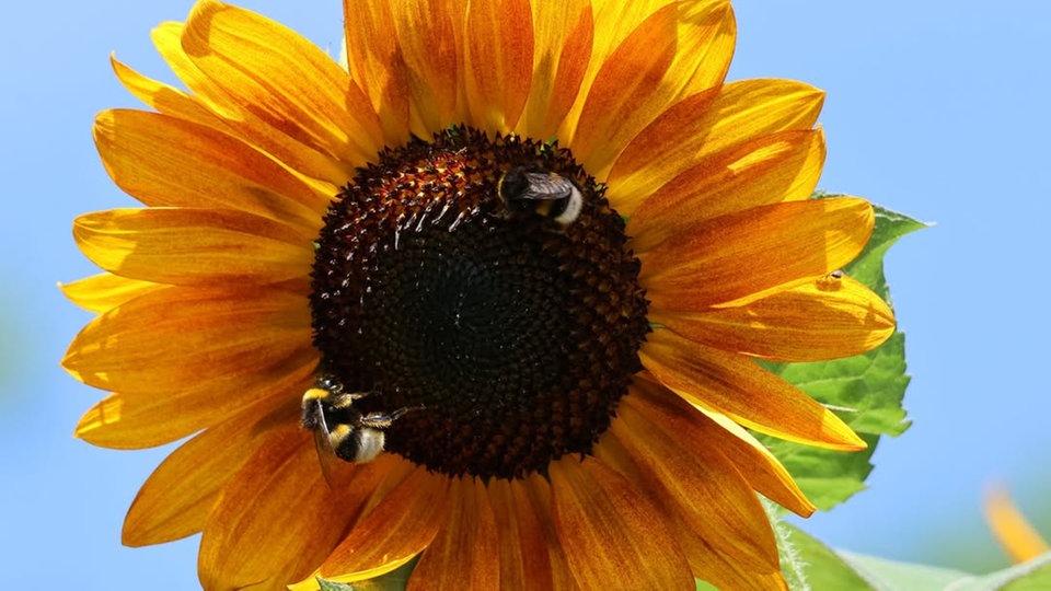Sonnenblumen