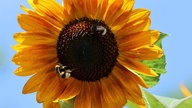 Sonnenblumen