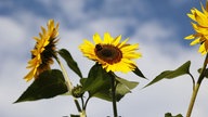 Sonnenblumen