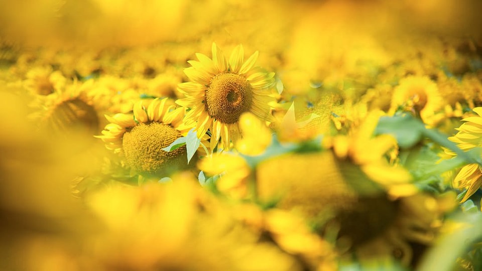 Sonnenblumen