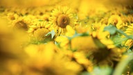Sonnenblumen