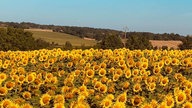 Sonnenblumen