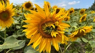 Sonnenblumen