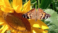Sonnenblumen