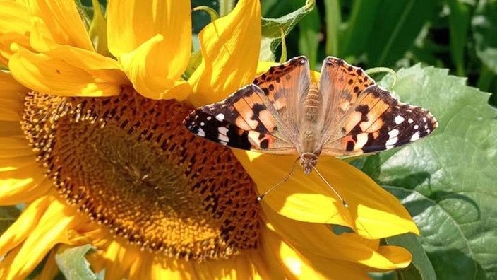 Sonnenblumen