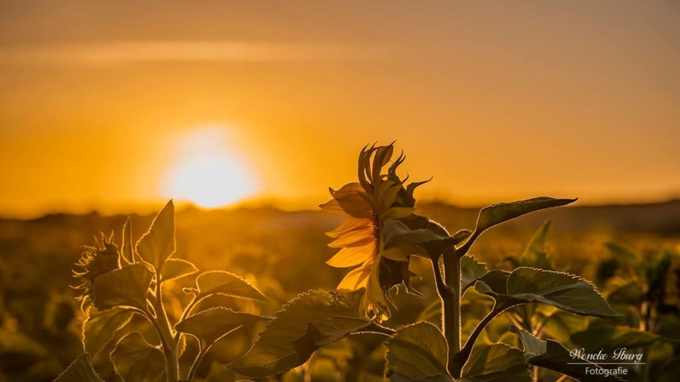 Sonnenblumen