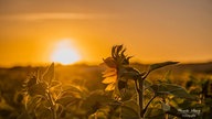 Sonnenblumen