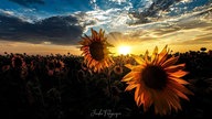 Sonnenblumen