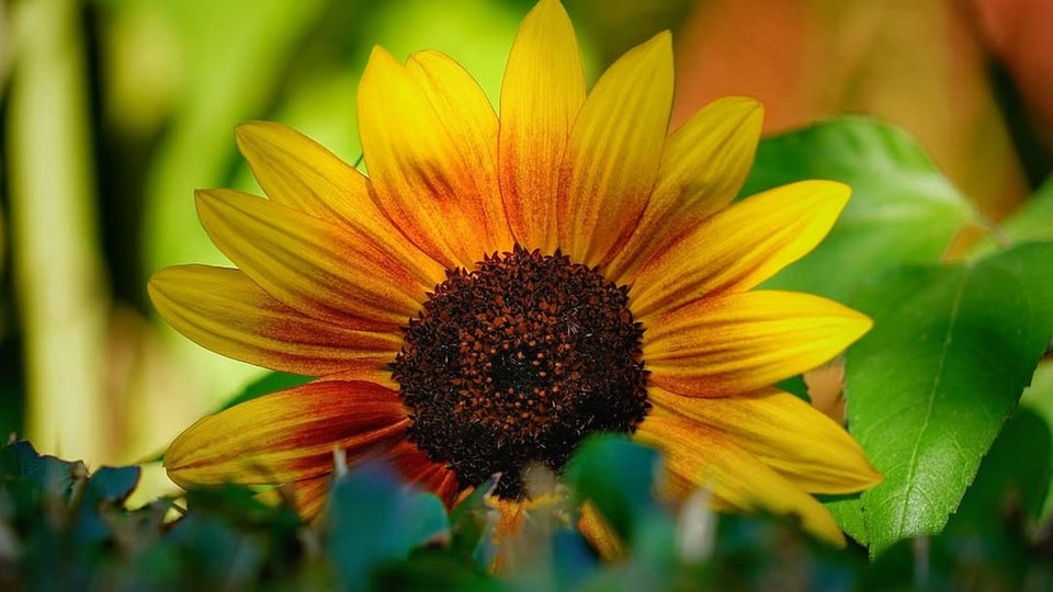 Sonnenblumen