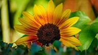 Sonnenblumen