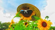Sonnenblumen