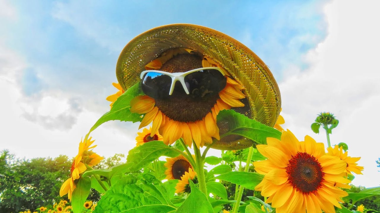 Sonnenblumen