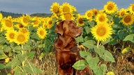 Sonnenblumen