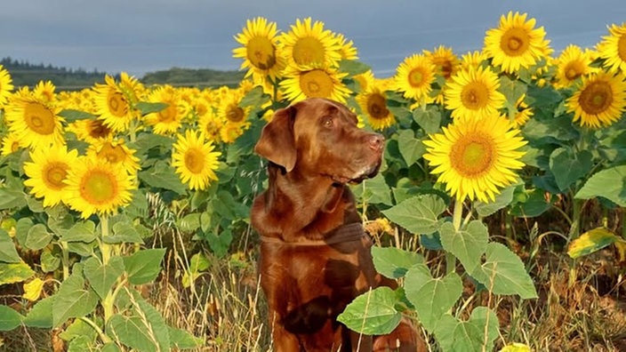 Sonnenblumen