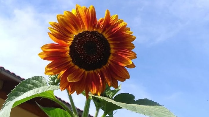 Sonnenblumen