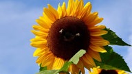 Sonnenblumen
