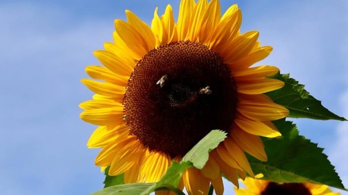 Sonnenblumen