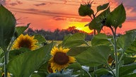 Sonnenblumen