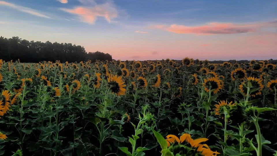 Sonnenblumen