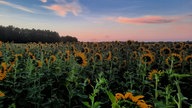Sonnenblumen