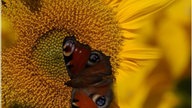 Sonnenblumen