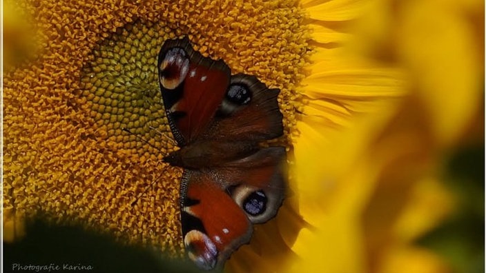 Sonnenblumen