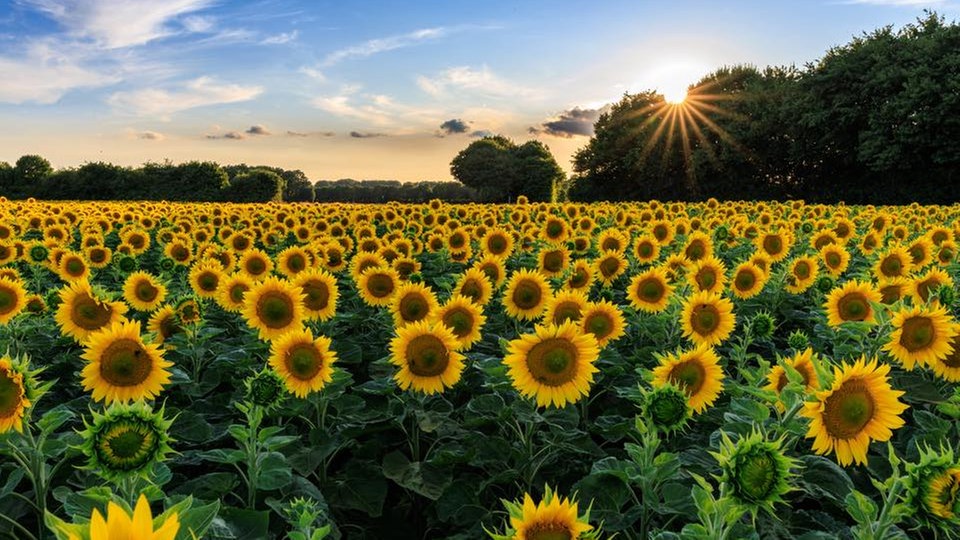 Sonnenblumen