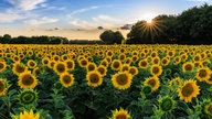 Sonnenblumen