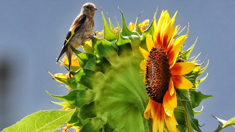 Sonnenblumenfoto mit Vogel