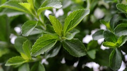 Stevia