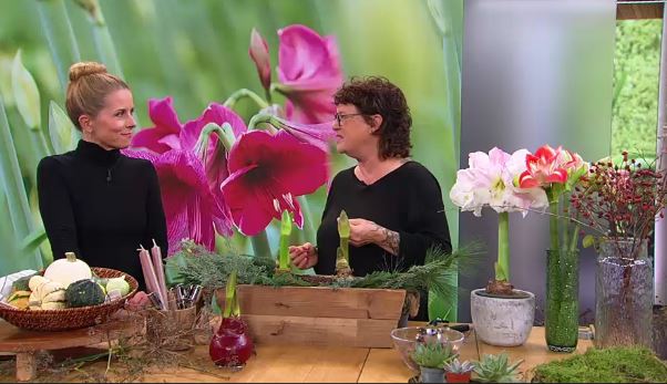 Alles rund um die Amaryllis