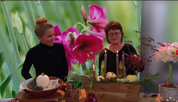 Herbstzauber mit Amaryllis