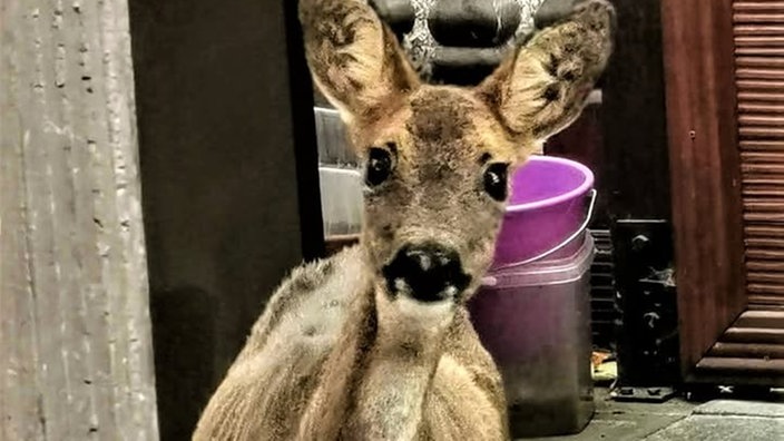 Tierbilder