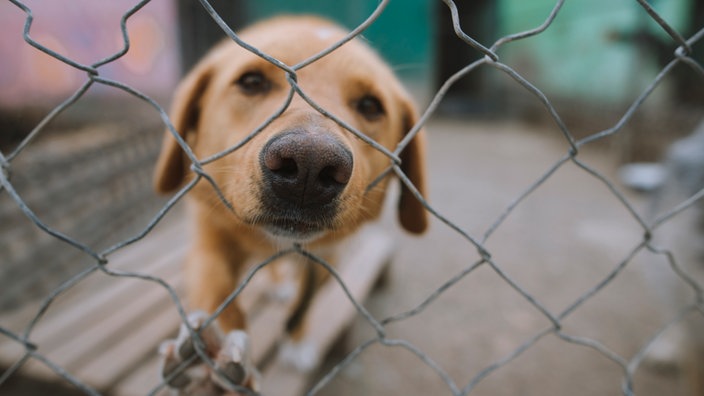 Hund im Tierheim