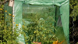grünes Tomatenhaus mit mehreren Tomatenpflanzen