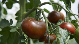 alte Tomatensorte Black Zebra