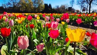 Tulpenfotos 