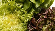 Veschiedene Salatsorten