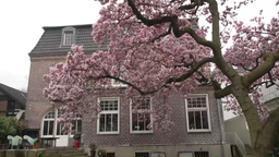 Villa Magnolia 