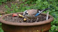 Ihre schönsten Gartenvögel