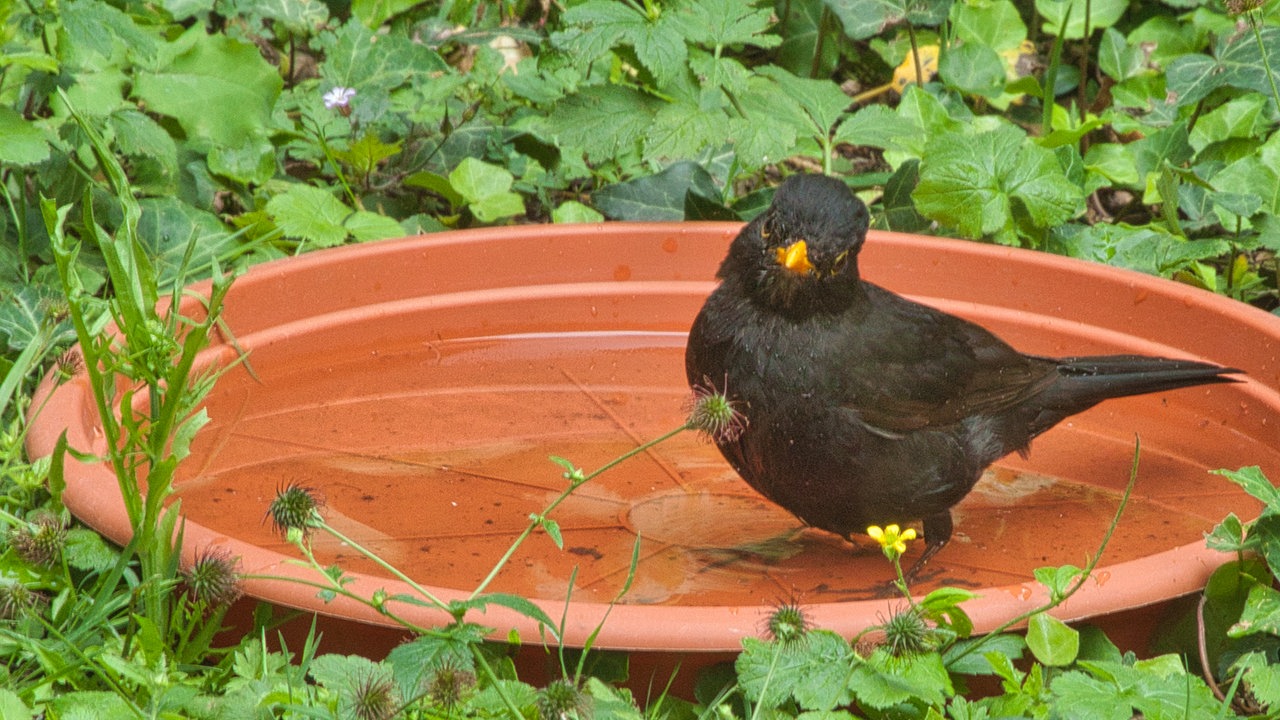 Ihre schönsten Gartenvögel