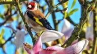 Ihre schönsten Gartenvögel